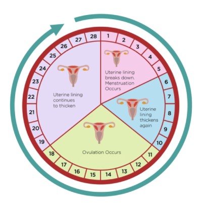 menstruation cycle